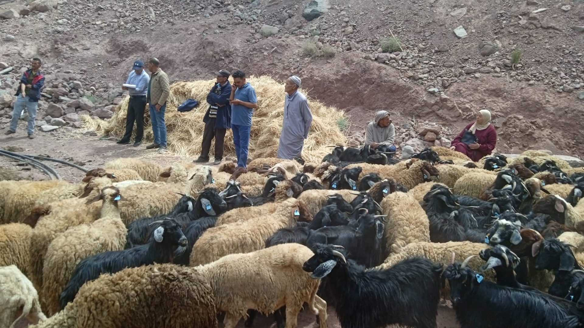 Galerie photo — Soutien des éleveurs, reconstruction et réhabilitation des infrastructures agricoles dans les zones touchées par le séisme